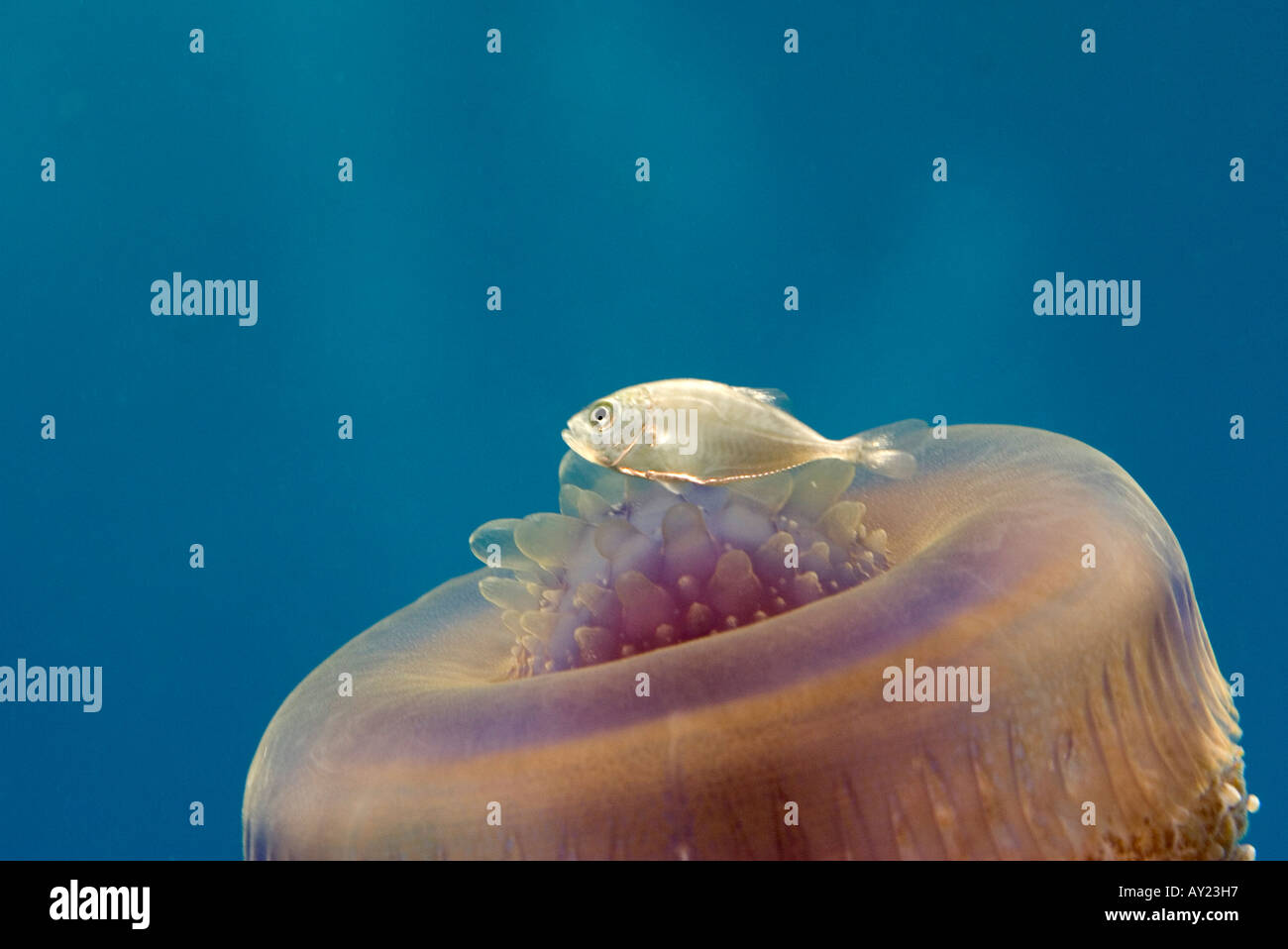 A Cauliflower or Crown jellyfish Cephea cephea in the Red Sea Egypt