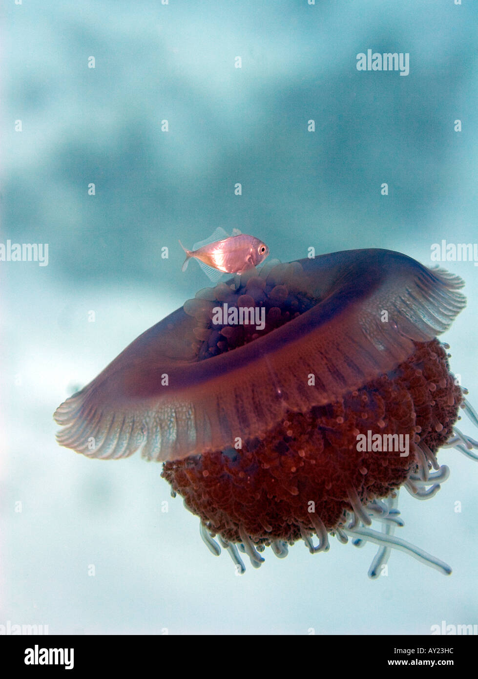 A Cauliflower or Crown jellyfish Cephea cephea in the Red Sea Egypt