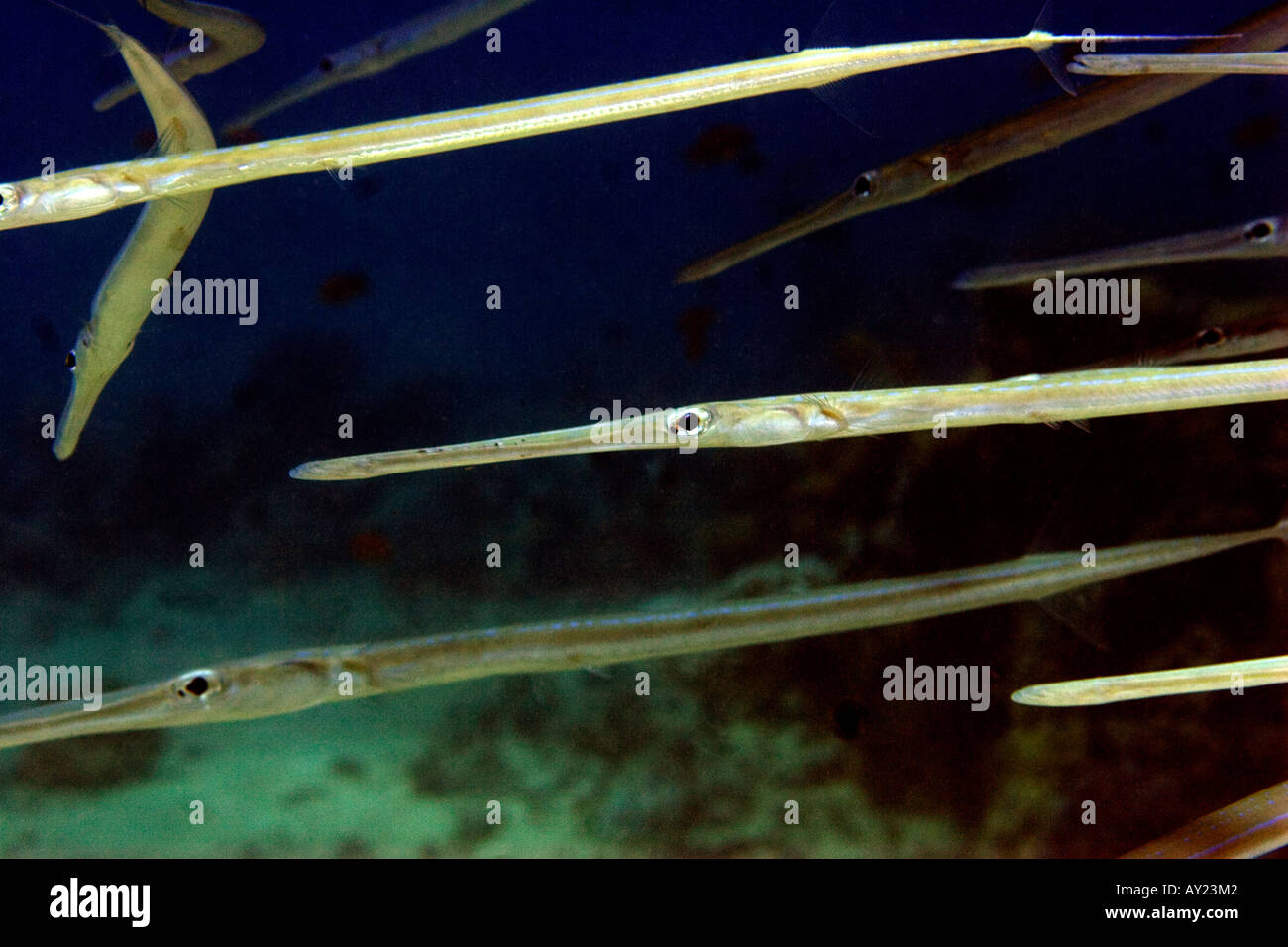 Fistularia commersonii in the red sea Egypt Photo by Adam