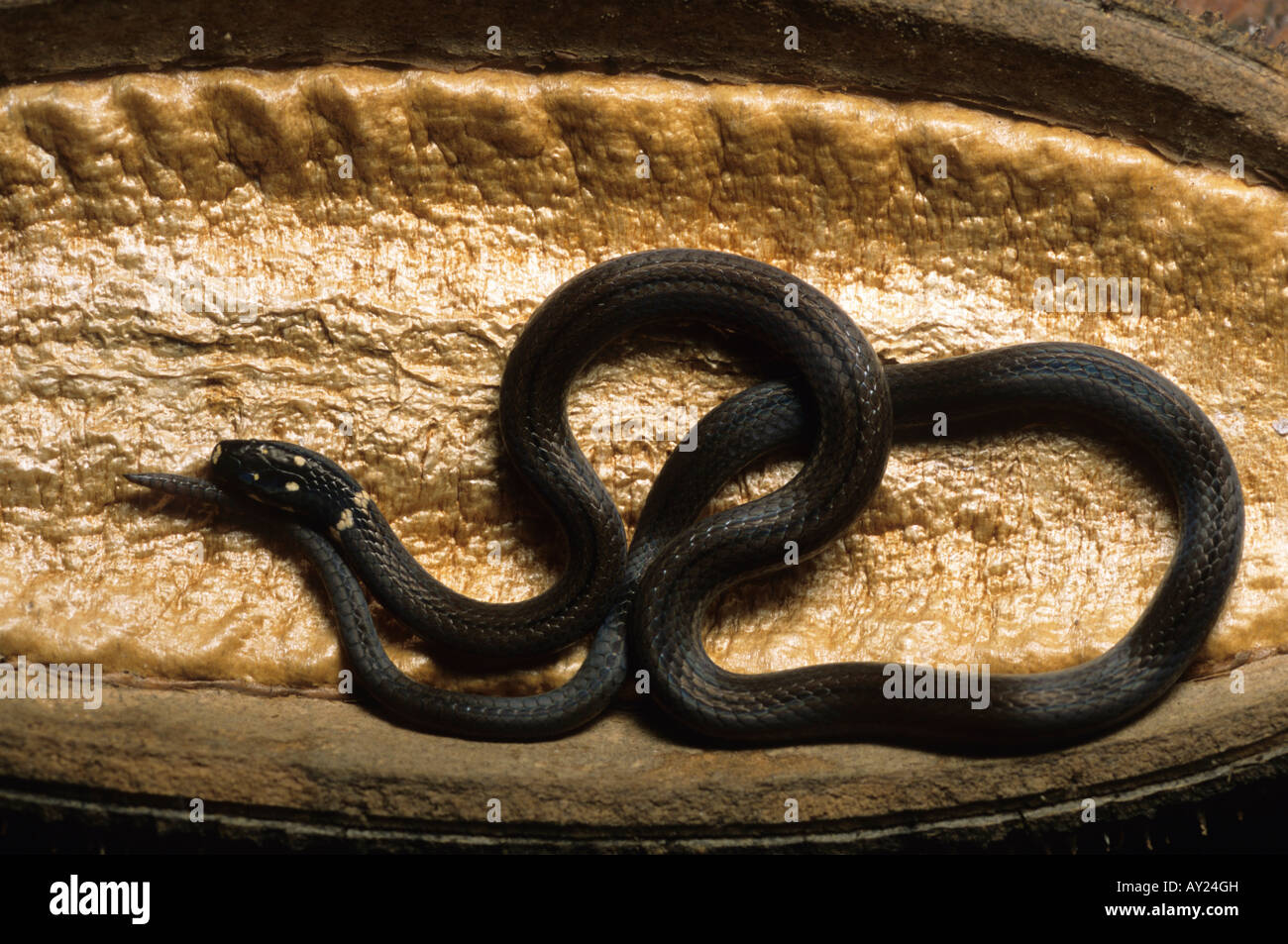 Black headed Snake Tantilla armillata Nicaragua Stock Photo