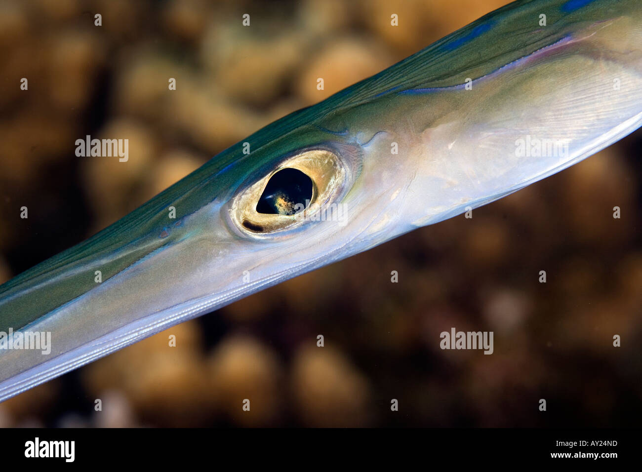 A Fistularia commersonii in the red sea Egypt Photo by Adam Butler Stock Photo Alamy