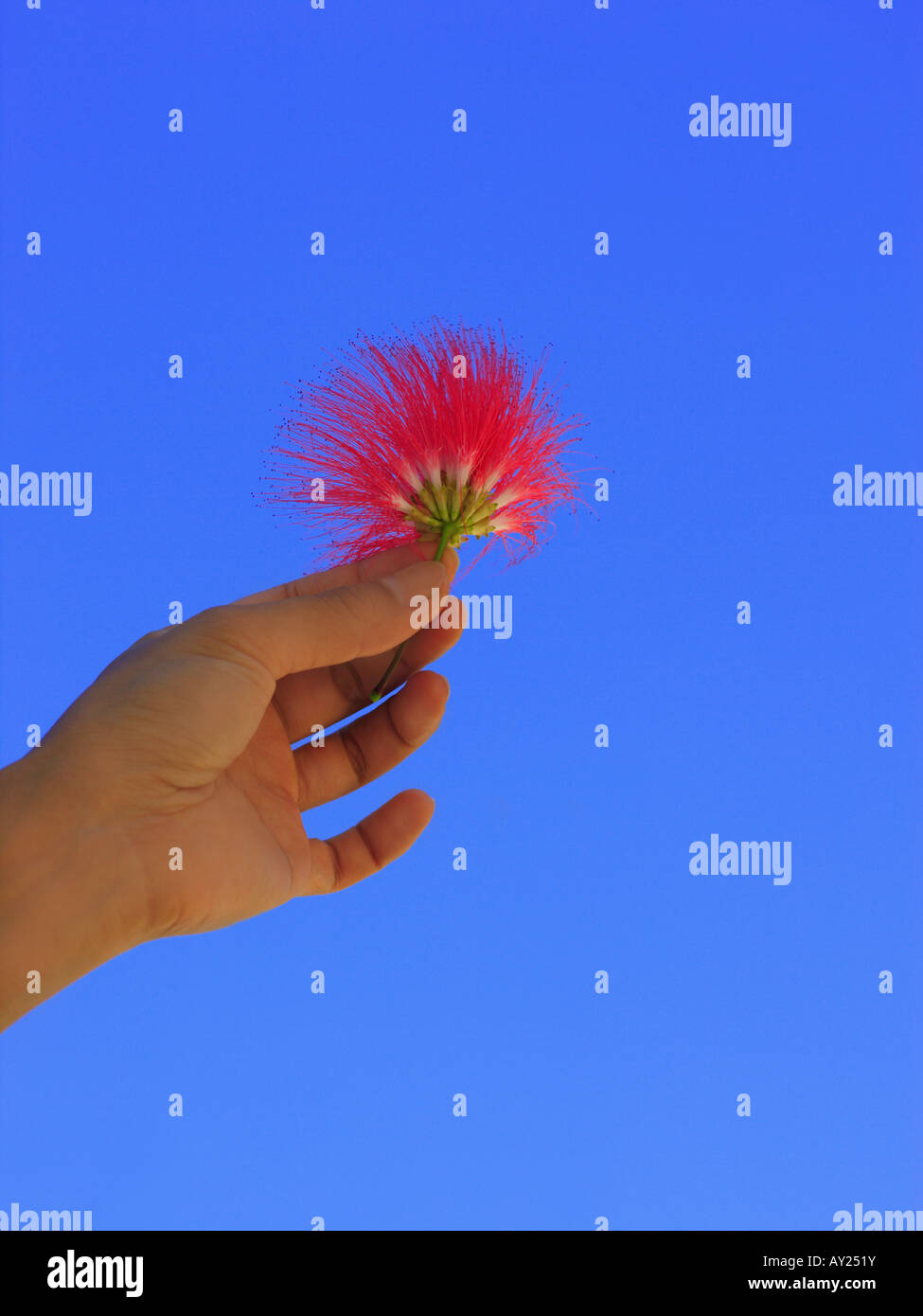 Close-up of a person's hand holding a Pink Siris flower (Albizia julibrissin) Stock Photo