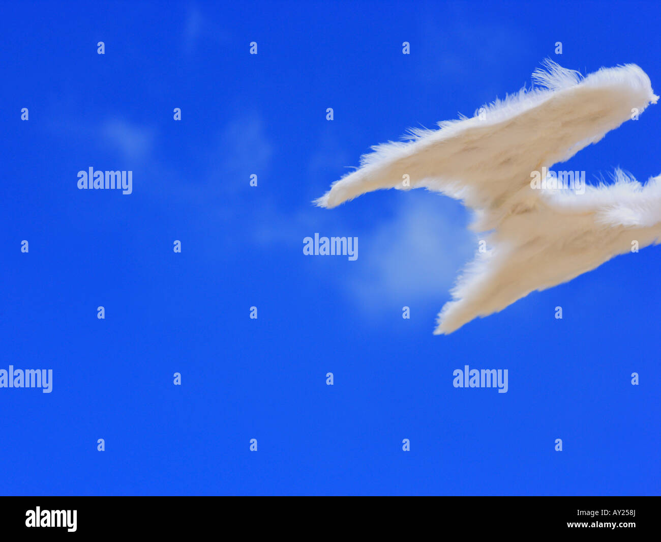 Pair of angle wings hi-res stock photography and images - Alamy