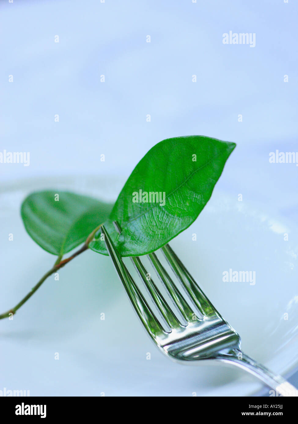 Close-up of Narra leaves and a fork in a plate (Pterocarpus Indicus) Stock Photo