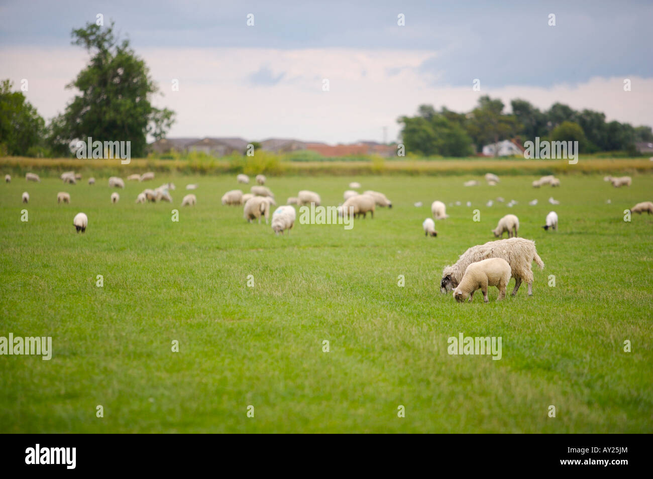 Sheep grazing in a field Stock Photo