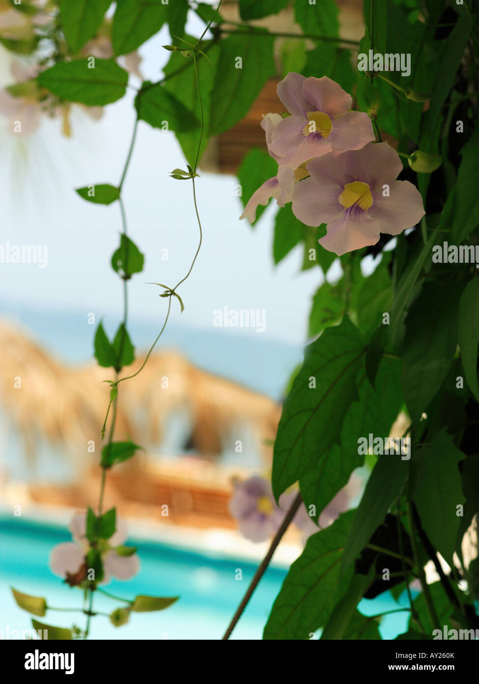 Closeup of Chinese trumpet vine flowers with leaves (Campsis