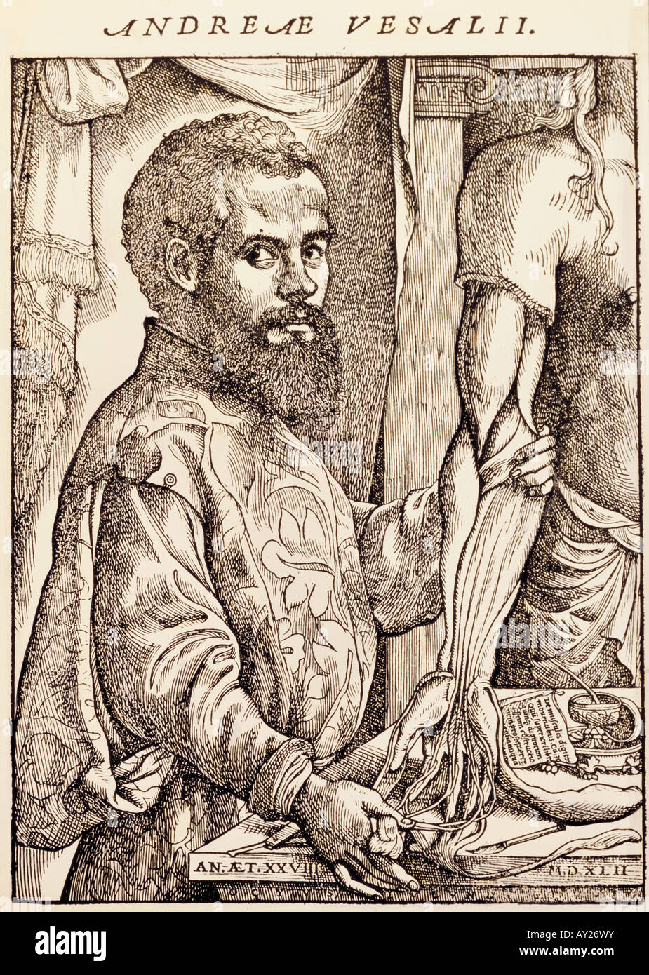 Vesalius, Andreas, 31.12.1514 - 15.10.1564, Flemish physician, half length, woodcut by Jan Steven van Kalkar, , Stock Photo