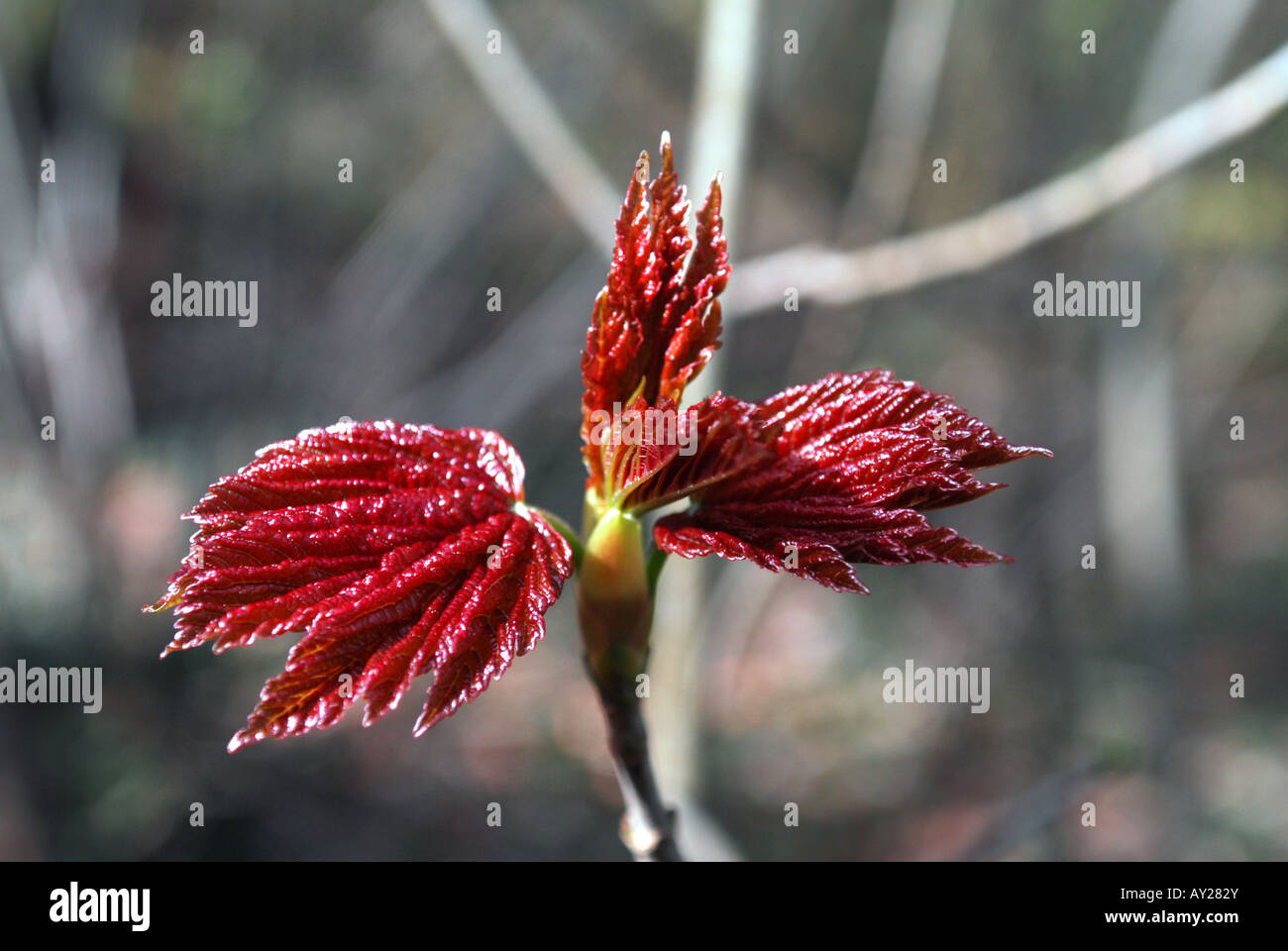 spring bud opens on a tree Stock Photo - Alamy