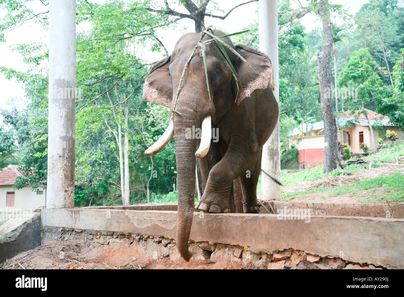 An elephant in elephant training center in Kerala,India Stock Photo