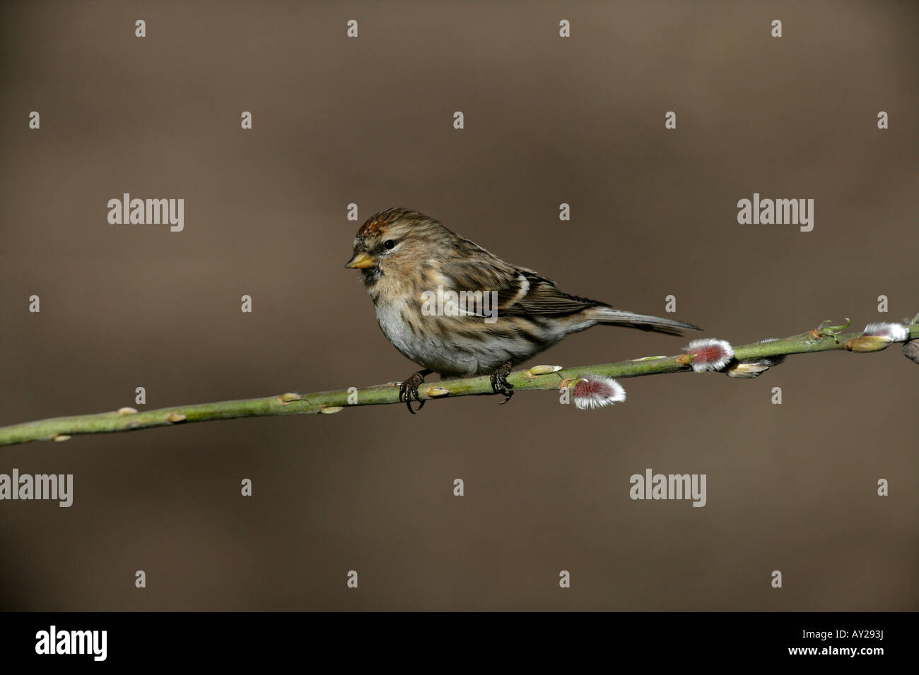Lesser redpoll, Carduelis cabaret, single bird on branch,        Warwickshire Stock Photo