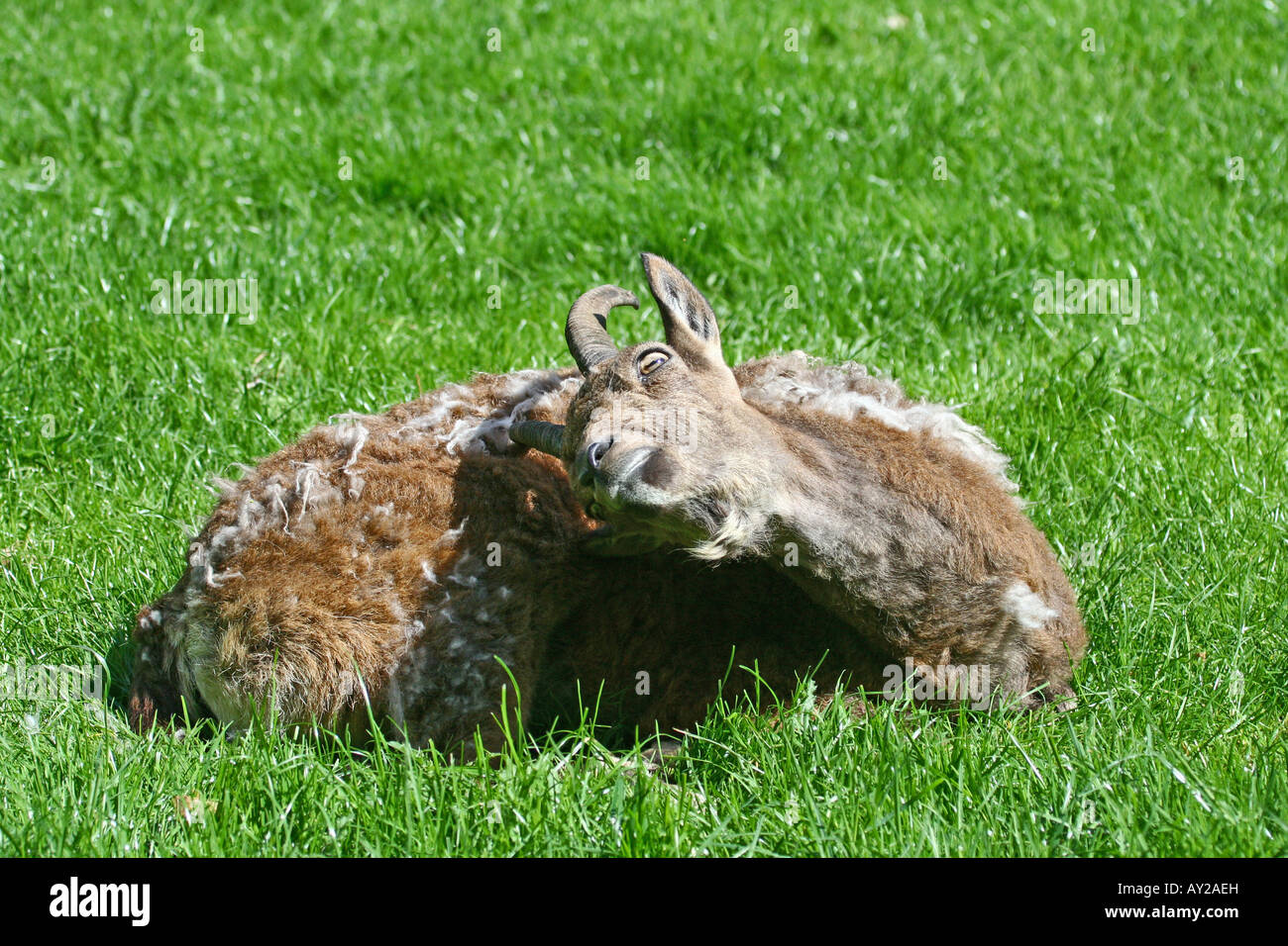 mouflon - Ovis aries musimon Stock Photo