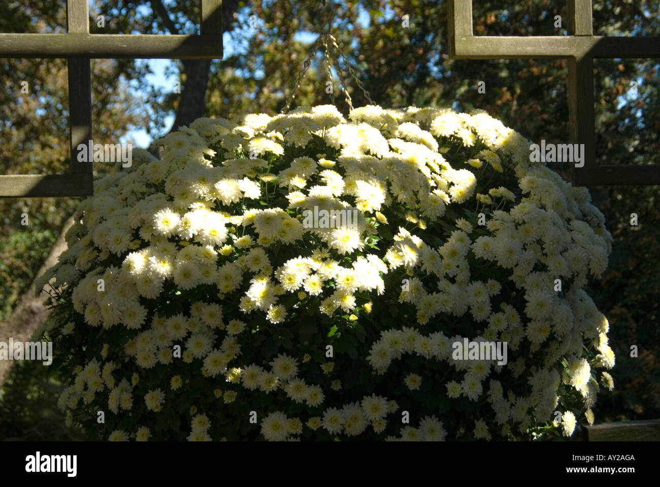 Hanging Basket of Mums & Lattice Stock Photo Alamy