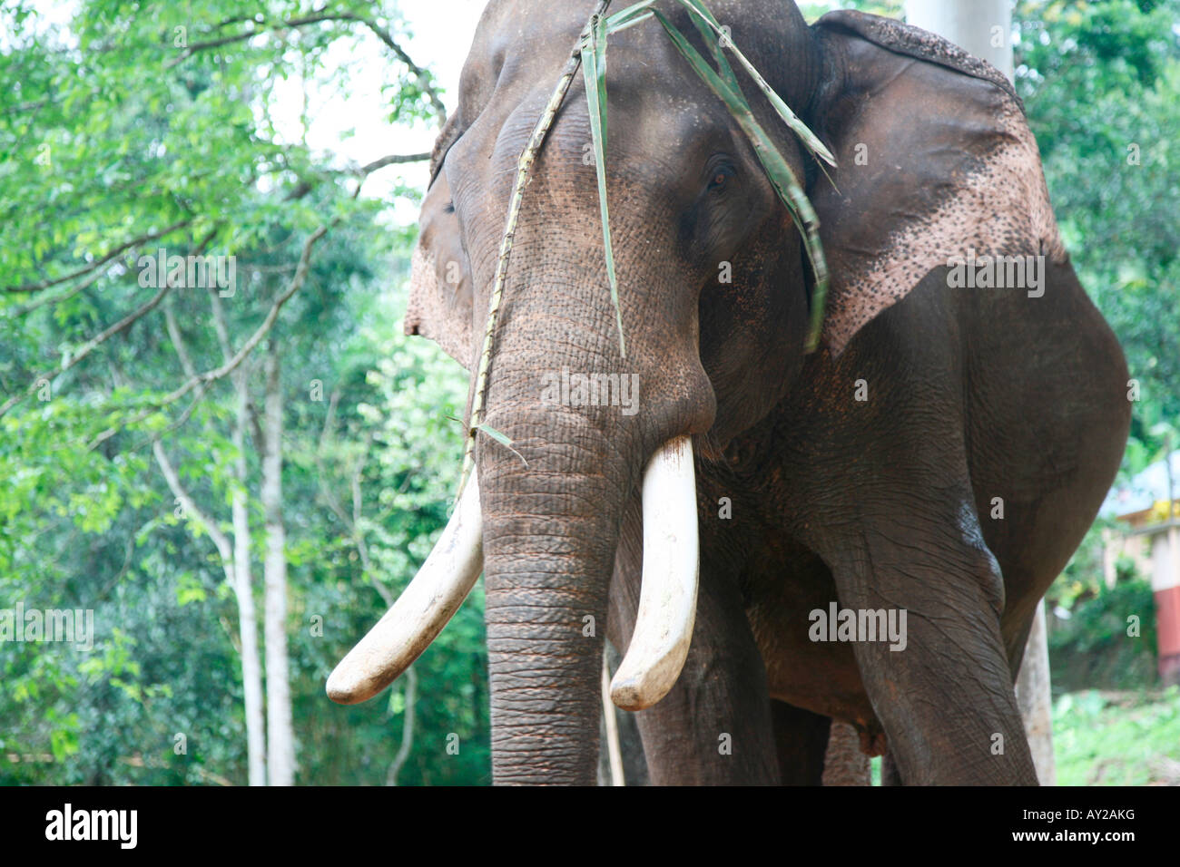 An elephant in elephant training center in Kerala,India Stock Photo