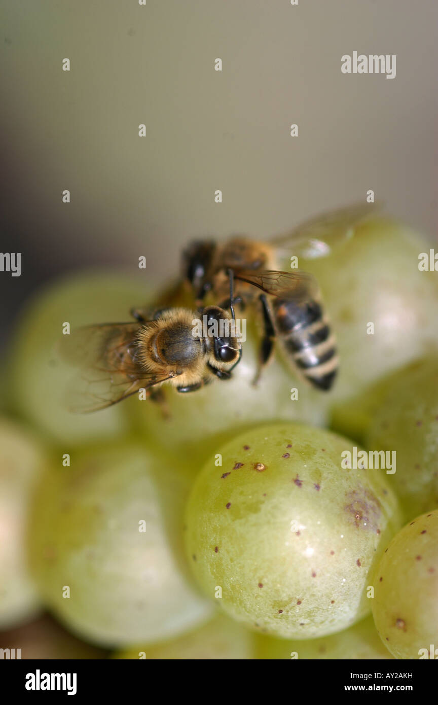 Bees on the grape - Collio Friuli italia Stock Photo