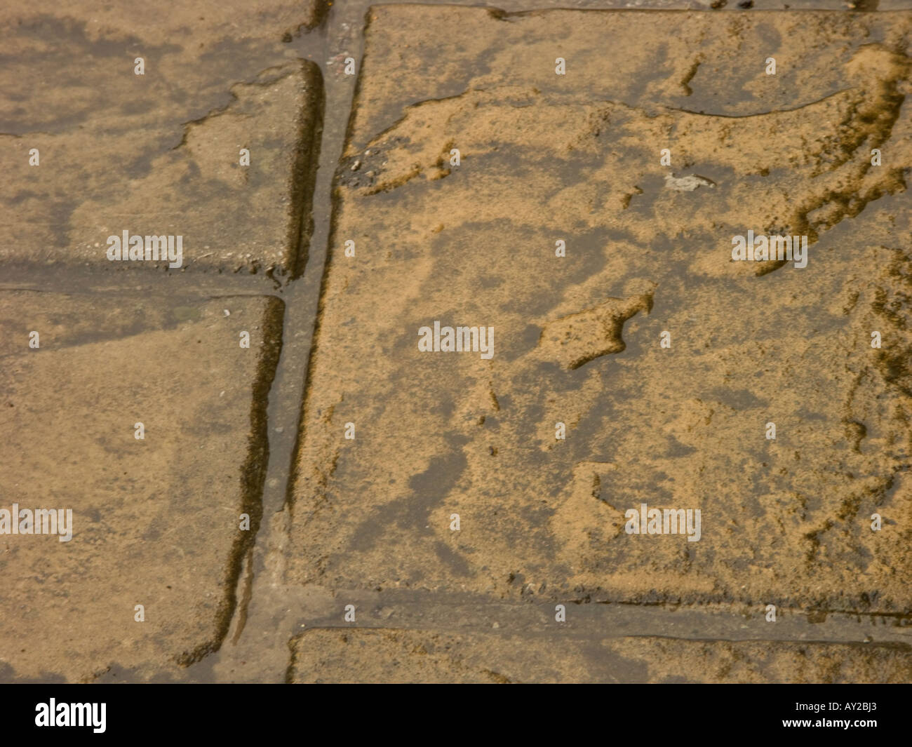 Wet paving stone in the rain Stock Photo Alamy