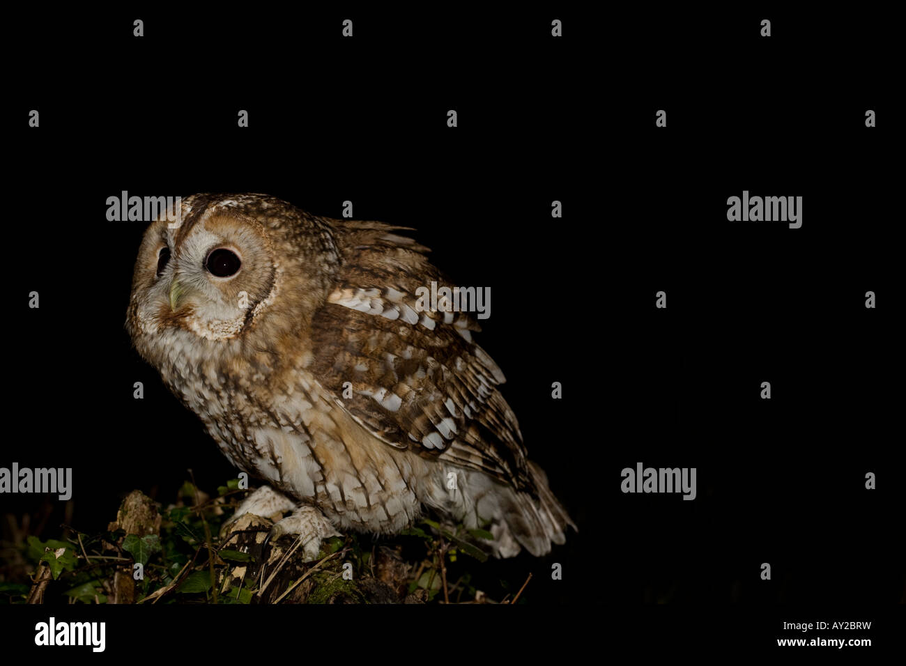 Tawny owl looking into the distance at night Stock Photo