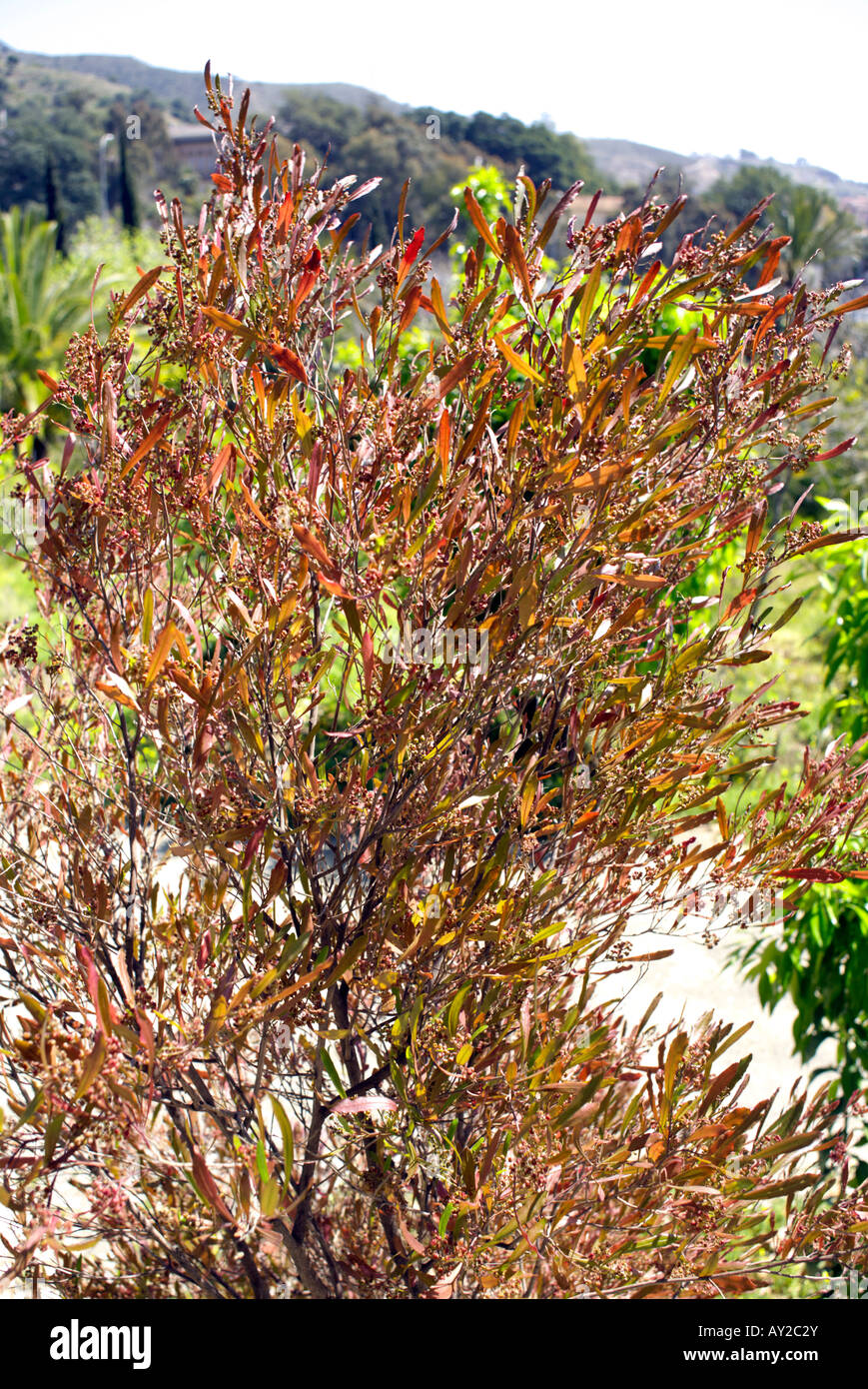 Purple Hop Bush ( Dodonaea viscosa purpurea ), Andalucia, Spain Stock Photo