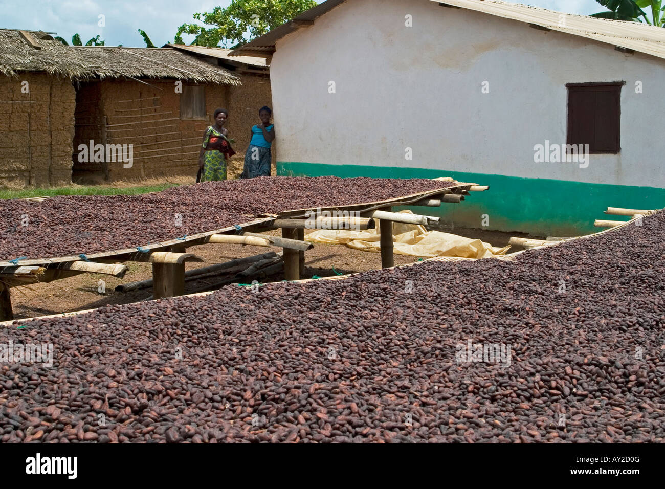 Fermented cocoa beans drying in African village, Ghana West Africa Stock Photo
