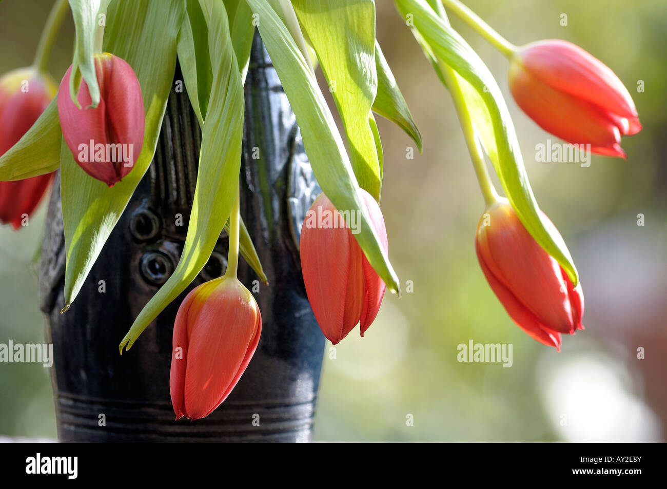 Vase of drooping red tulips Stock Photo Alamy