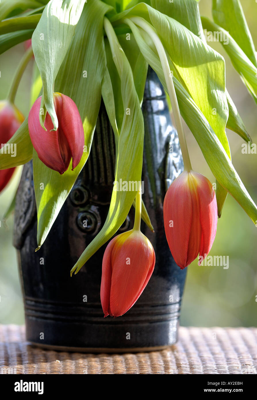 Drooping Tulip Flower High Resolution Stock Photography and Images Alamy
