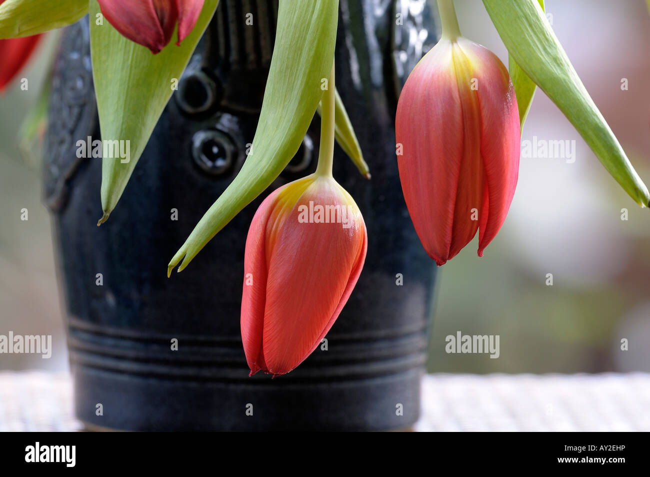 Drooping tulip flower hires stock photography and images Alamy
