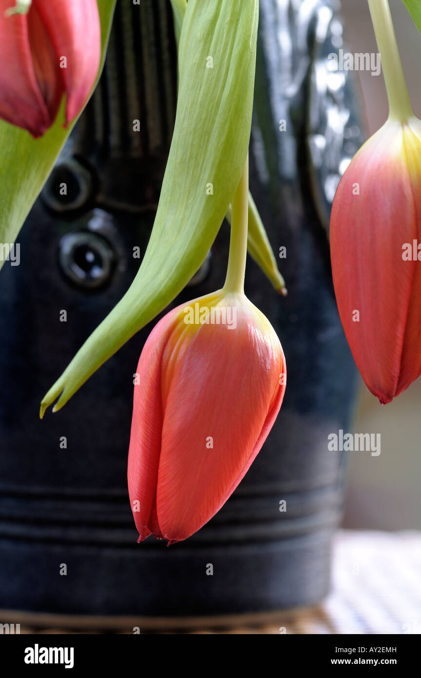 Vase of drooping red tulips Stock Photo Alamy