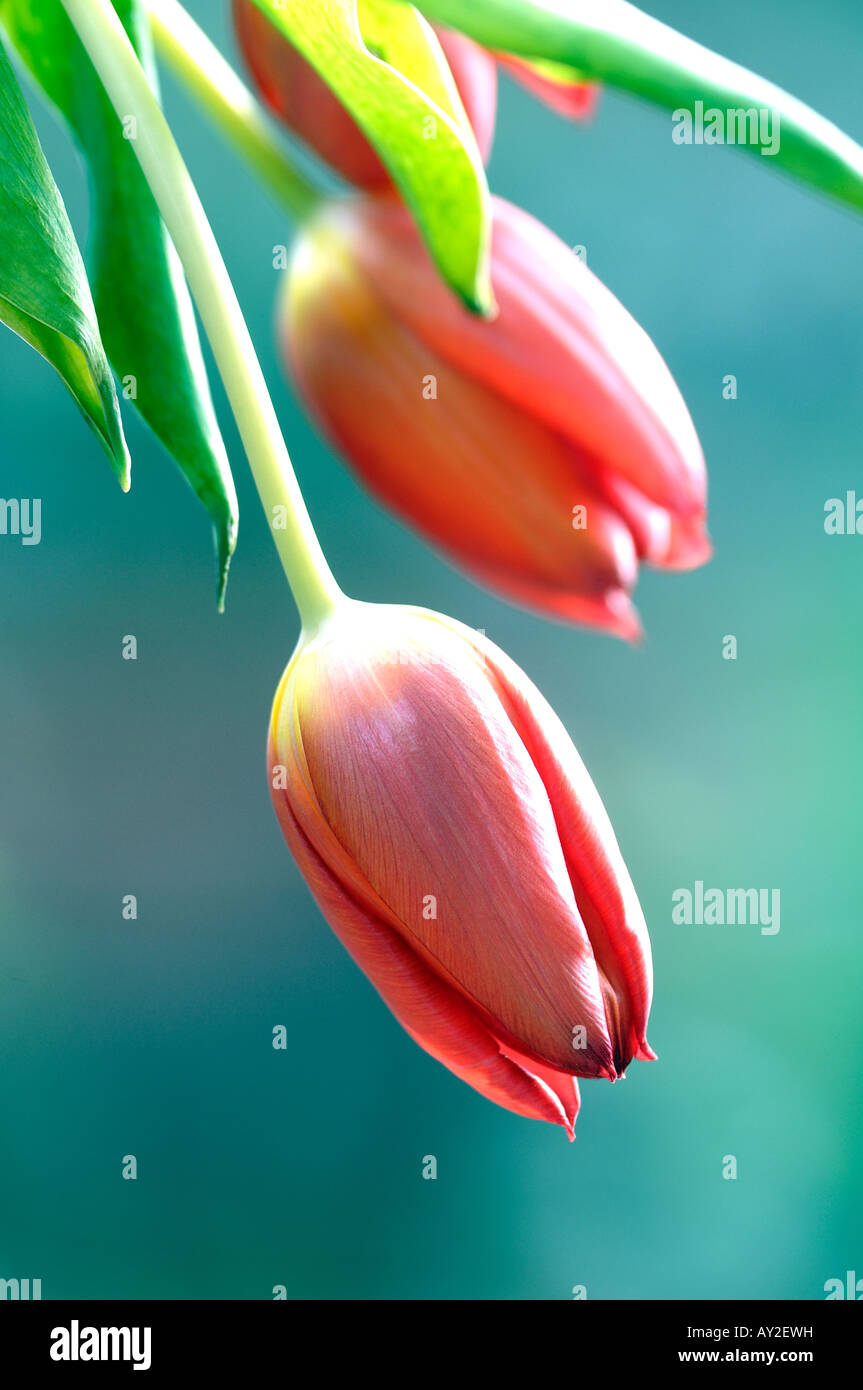 Vase of drooping red tulips Stock Photo - Alamy