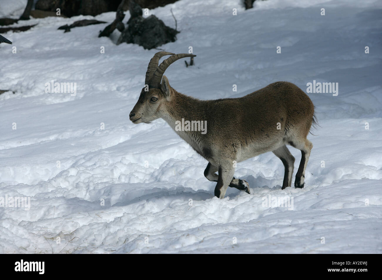 Spanish or Iberian ibex Capra pyrenaica Spain winter Stock Photo