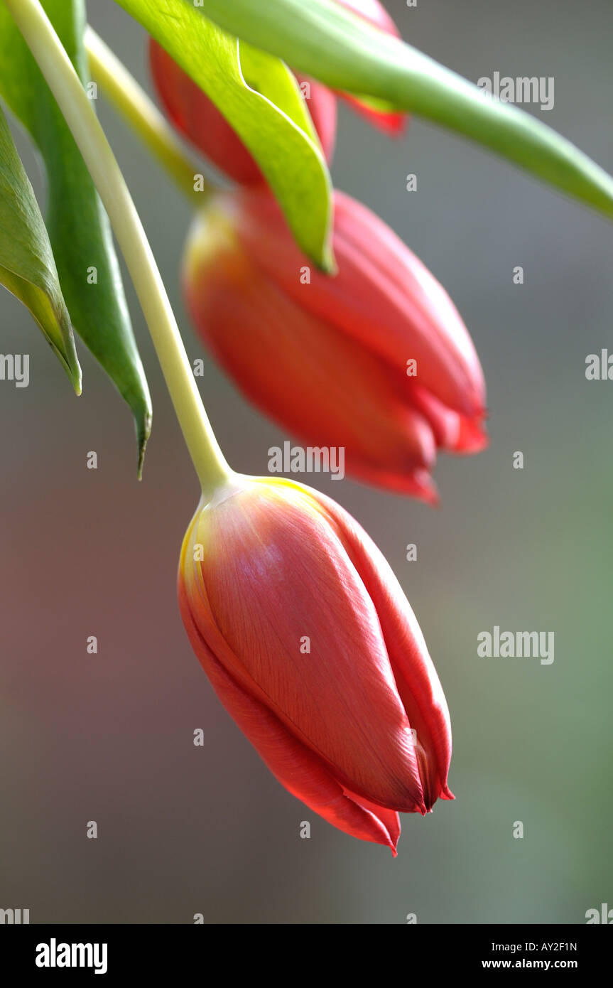 Vase of drooping red tulips Stock Photo Alamy
