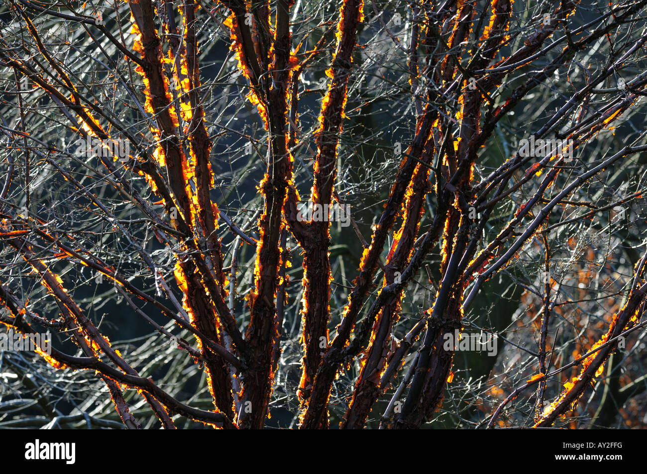 Paper Bark Maple tree Acer griseum showing the peeling bark backlit by ...