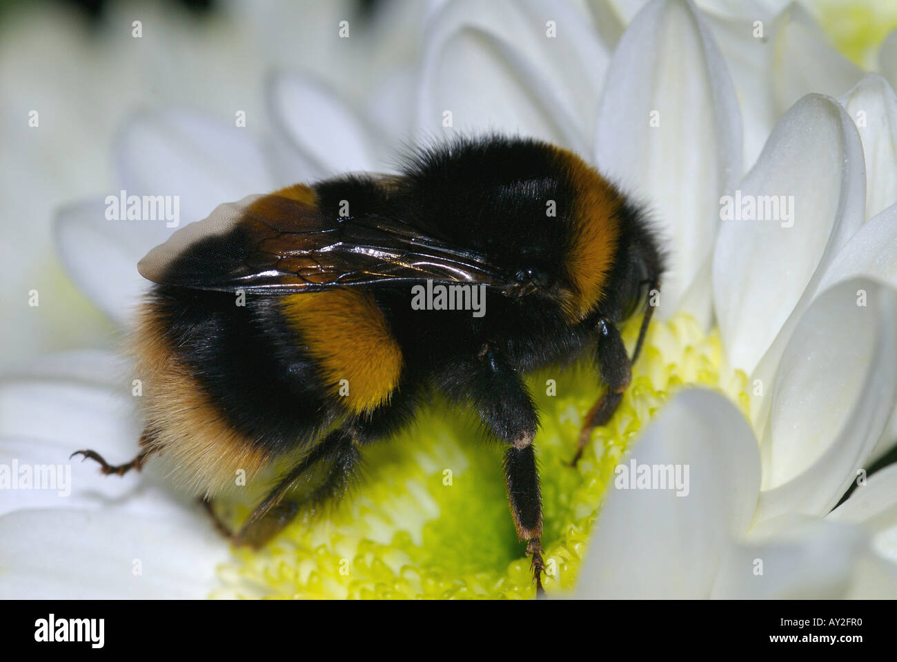 Bee Bumble Bee (Bombus hortorum) Stock Photo