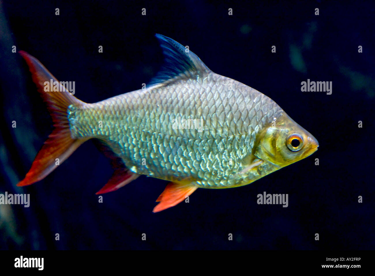 Colourful fish Stock Photo