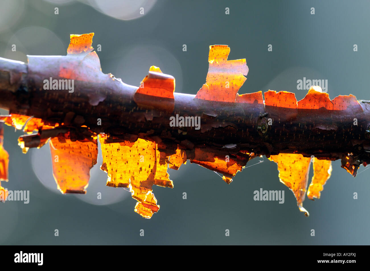 Close up of Paper Bark Maple tree Acer griseum showing the peeling bark backlit by early morning winter sun Stock Photo