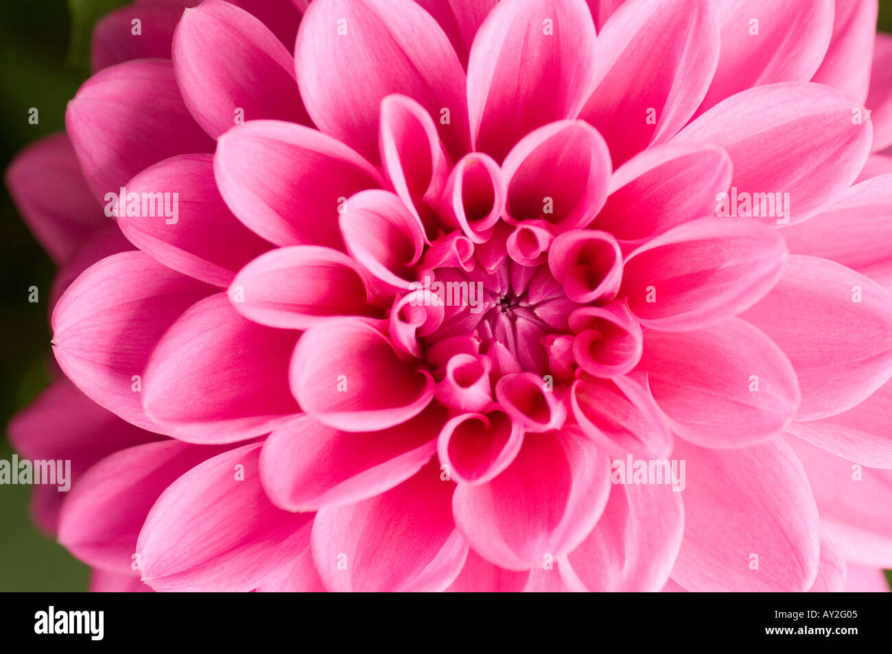 Close up of a pink coloured Dahlia flower in full bloom Stock Photo