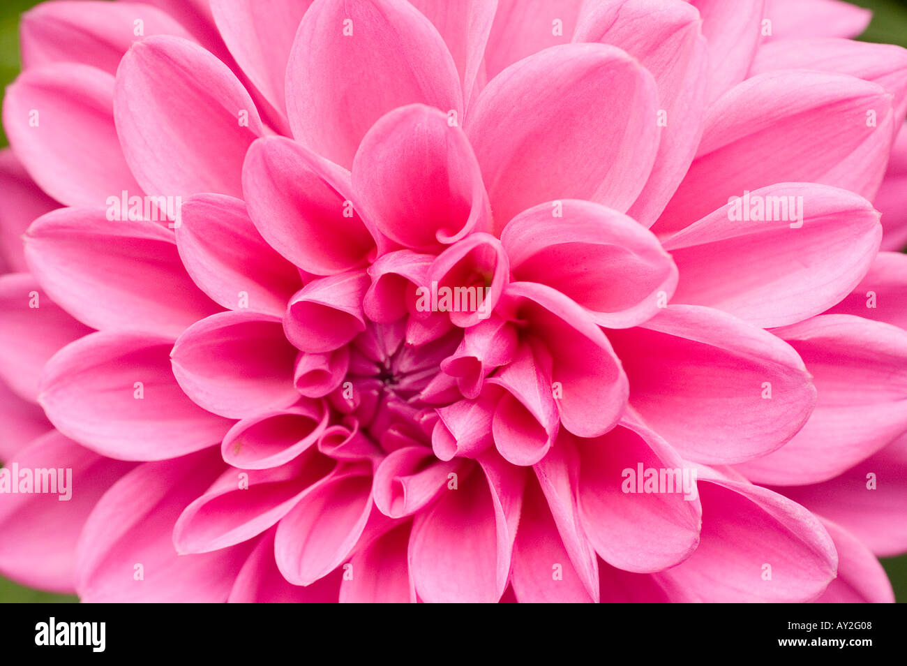 Close up of a pink coloured Dahlia flower in full bloom Stock Photo