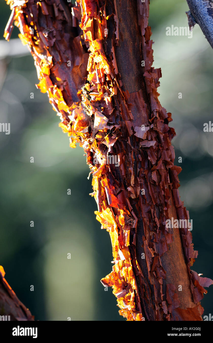 Paper Bark Maple tree Acer griseum showing the peeling bark backlit by early morning winter sun