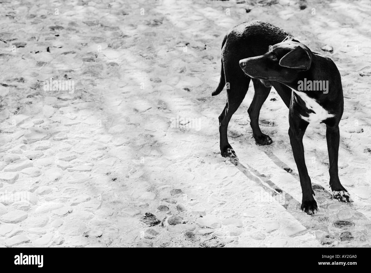 Black Dog Looking Back Sicily Italy Stock Photo Alamy