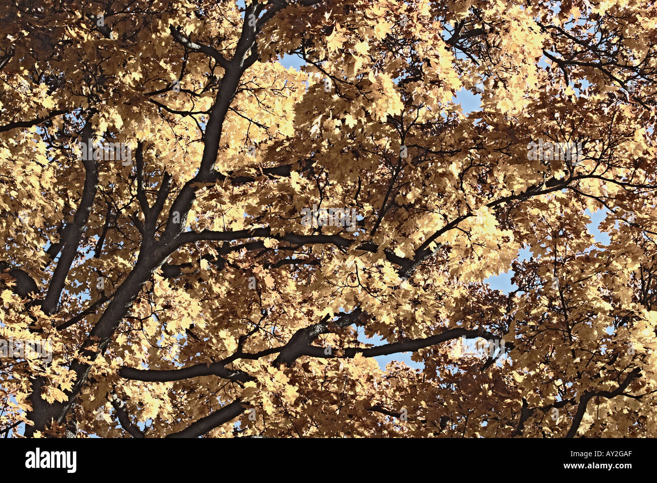 Colored Leaf Trees