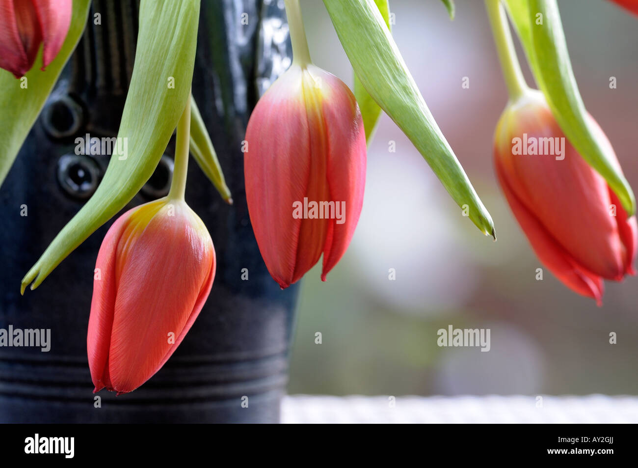 Vase of drooping red tulips Stock Photo Alamy