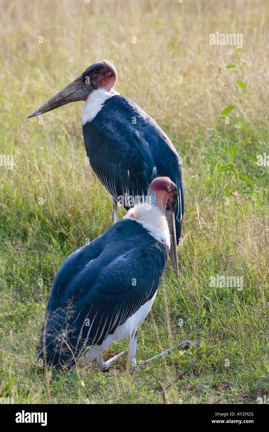 MARABOU STORKS LEPTOPTILOS CRUMENIFERUS Stock Photo