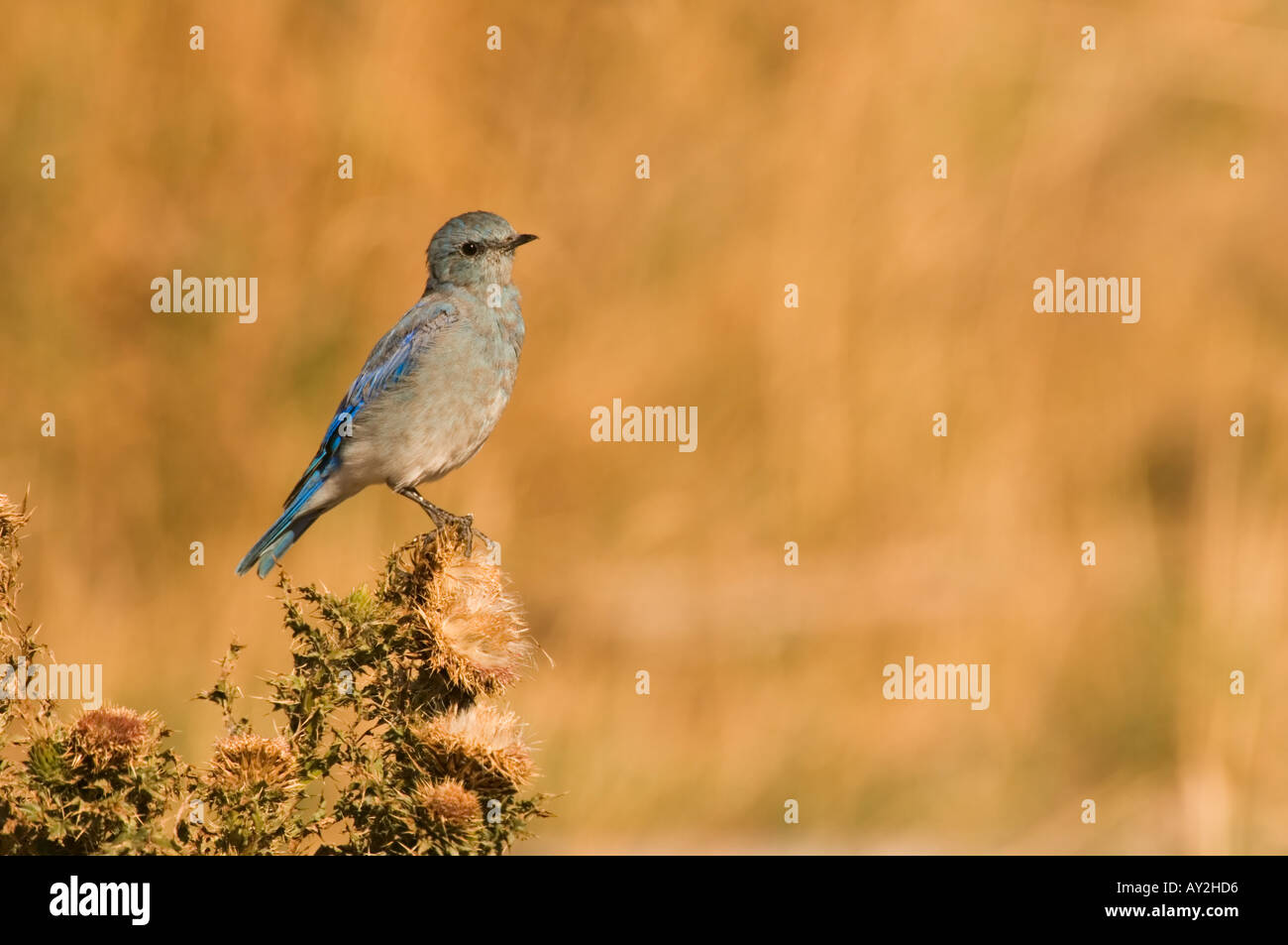 mountain bluebird, grand teton national park, wyoming, usa Stock Photo