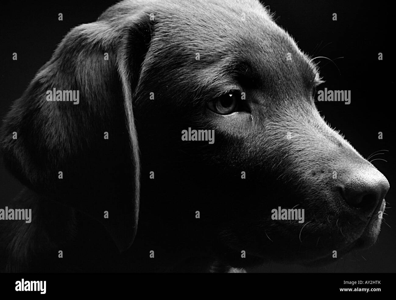 Black and White Profile Shot of a Chocolate Labrador Puppy against a Black Background Stock Photo