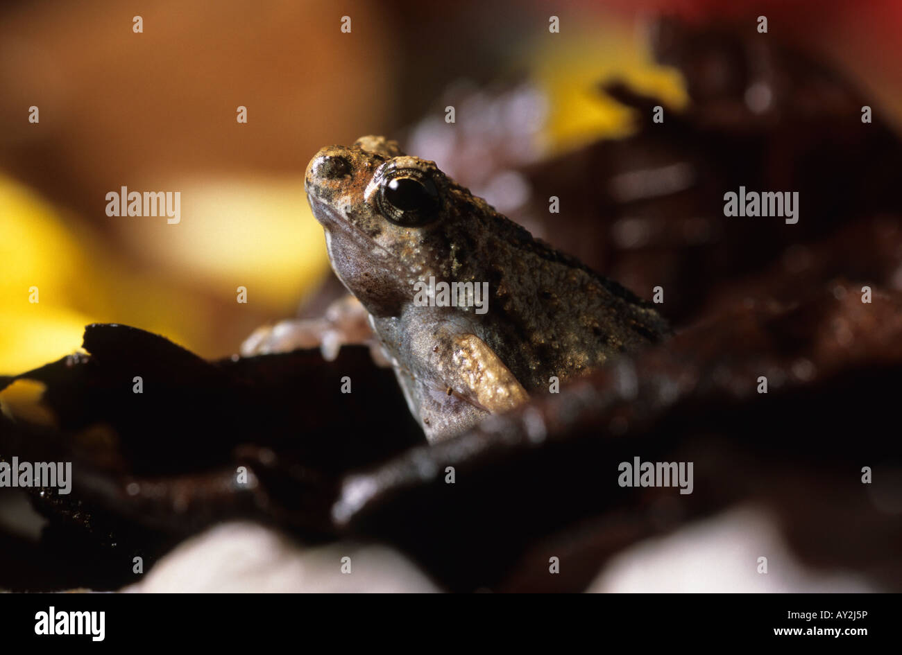 Mudpuddle Frog Physalaemus pustulosus Nicaragua Stock Photo