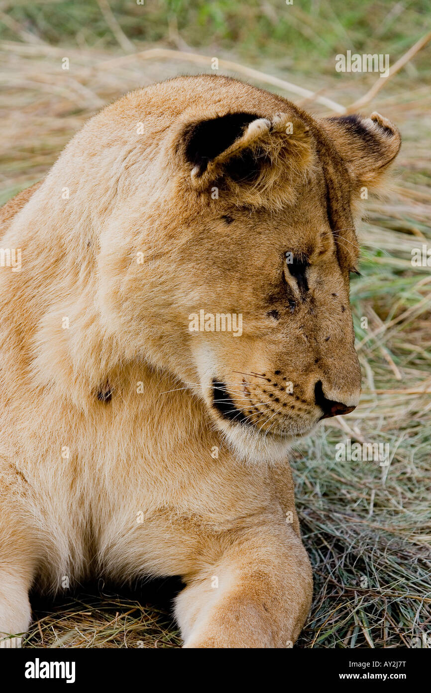 LION PANTHERA LEO LIONESS Stock Photo - Alamy