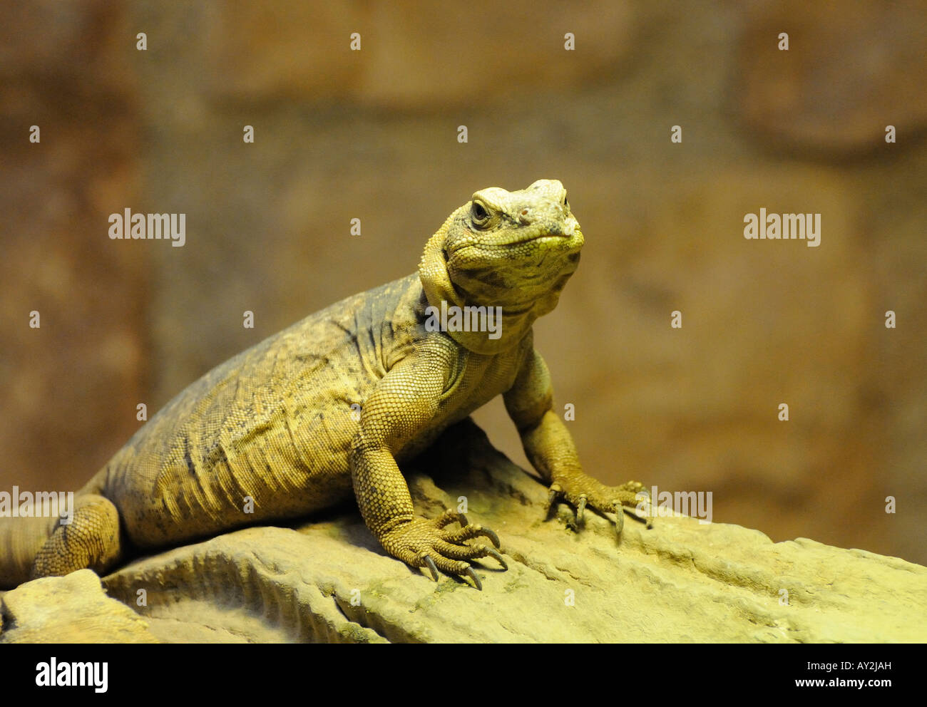 Western chuckwalla  Sauromalus obesus Stock Photo