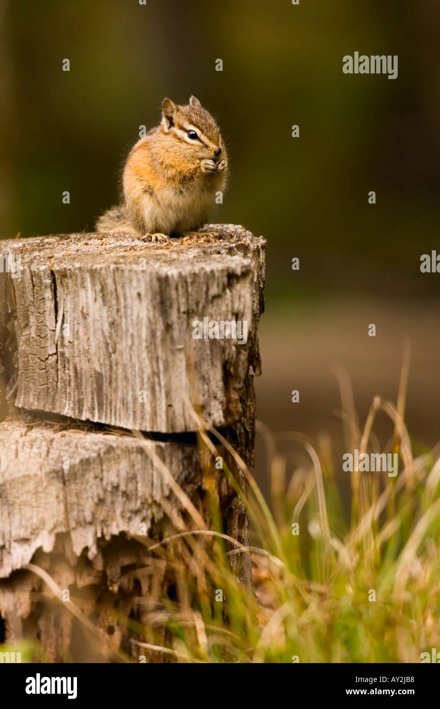 least chipmunk on stump Stock Photo - Alamy