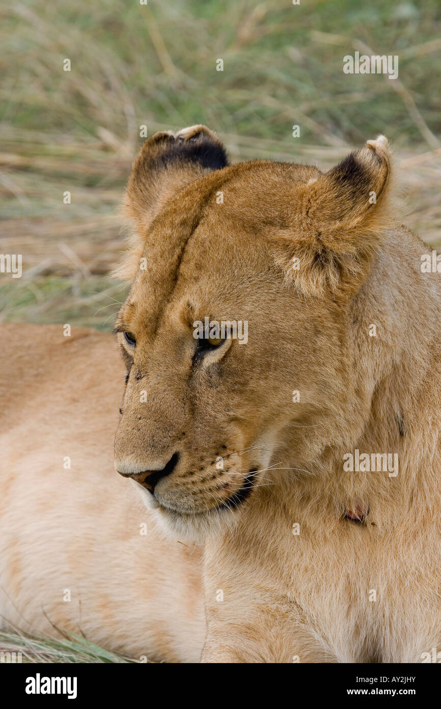 LION PANTHERA LEO CUBS  PAWS CLAWS  LIONESS Stock Photo