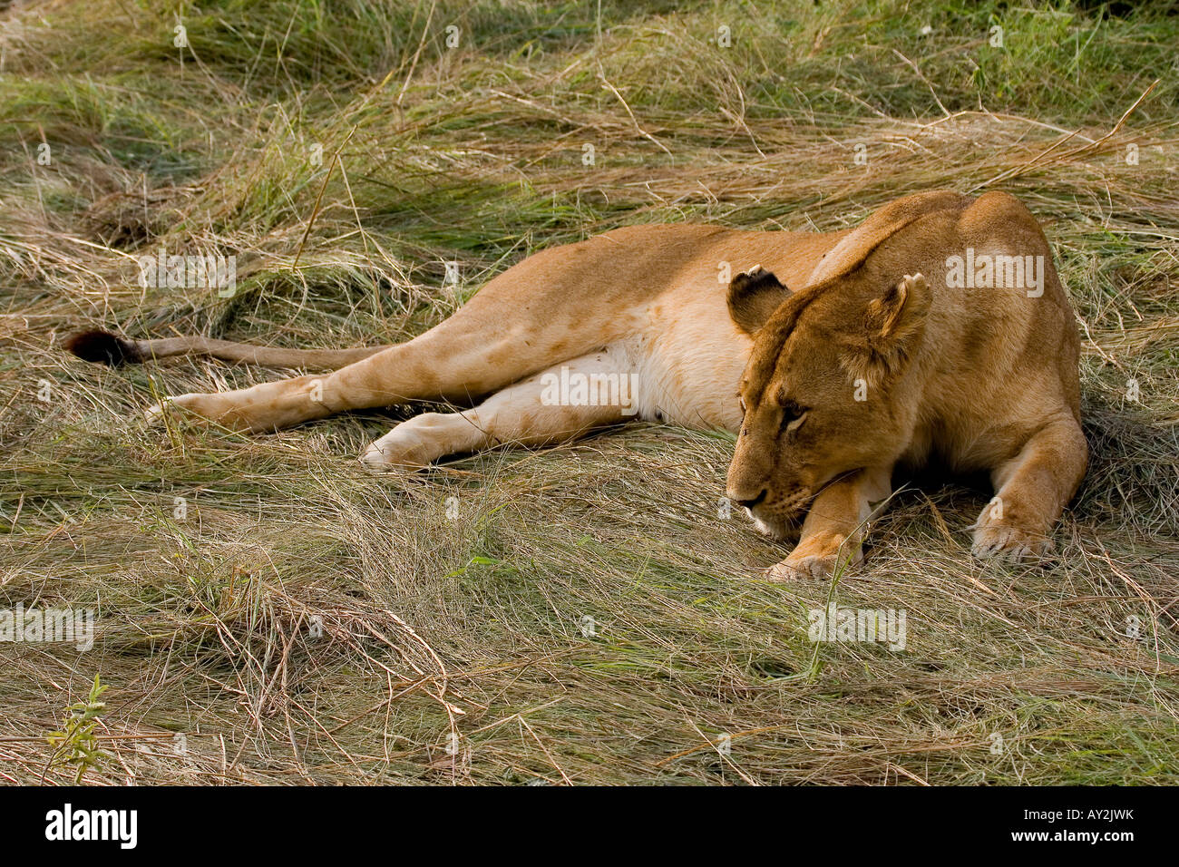 LION PANTHERA LEO CUBS  PAWS CLAWS  LIONESS Stock Photo