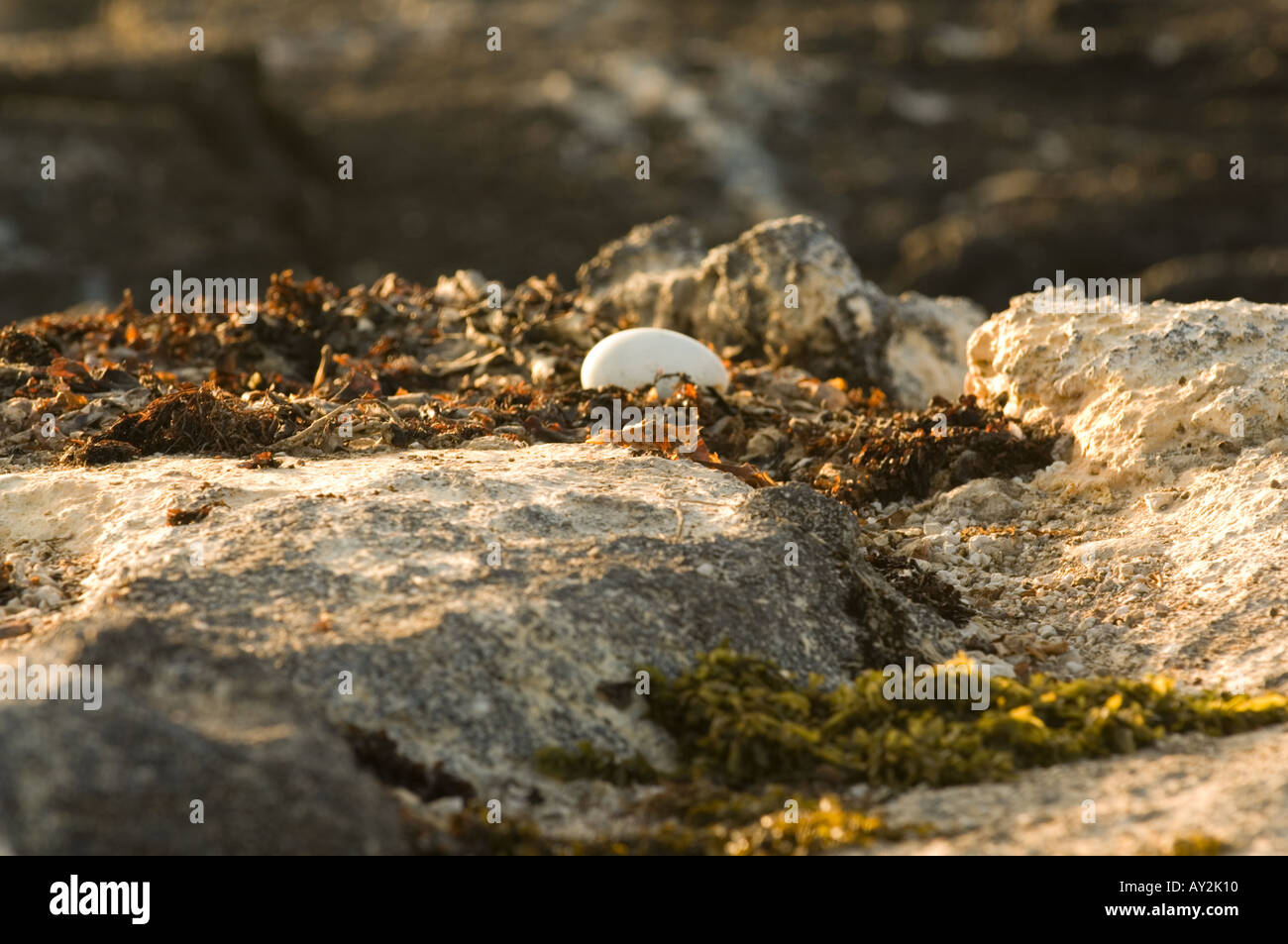 Cormorant egg hires stock photography and images Alamy