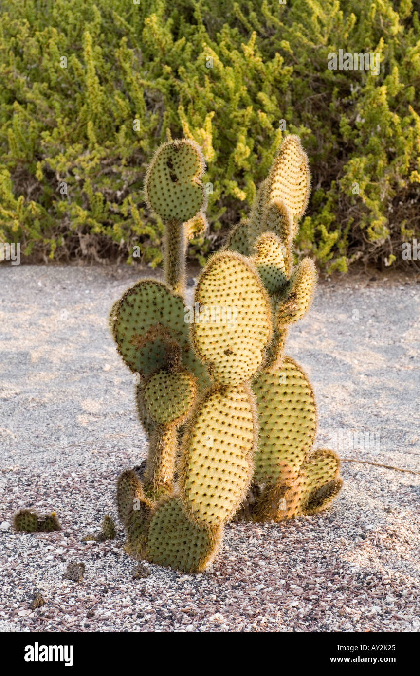 Giant Prickly Pear Cactus (Opuntia echios) growing at old USA radar station, Punta Albemarle Isabela Galapagos Ecuador Stock Photo